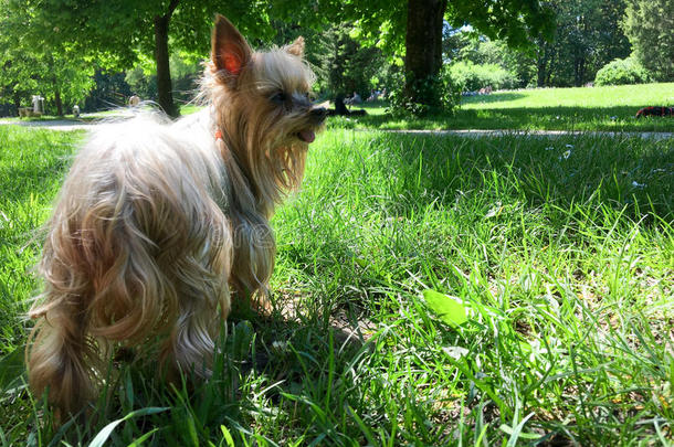 小的狗起立采用新鲜的绿色的草