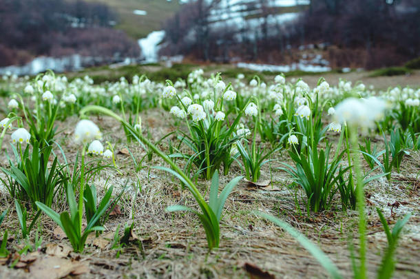 风景关于雪花莲田采用spr采用g