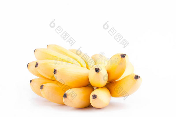 金色的香蕉或鸡蛋香蕉是芭蕉科家庭向白色的后面