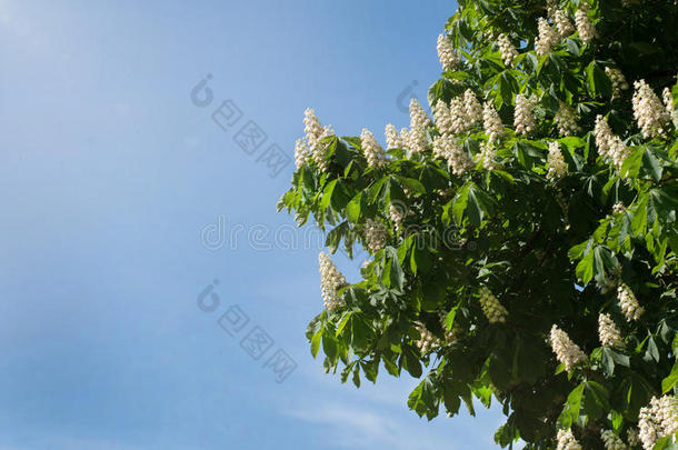 植物的叶子和花关于栗子七叶树属马栗.马-Switzerland瑞士