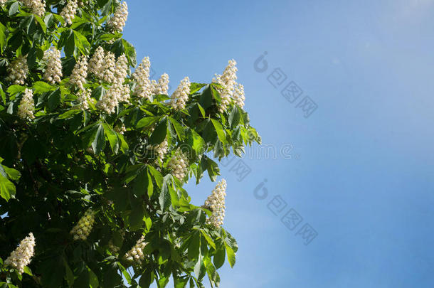 植物的叶子和花关于栗子七叶树属马栗.马-Switzerland瑞士