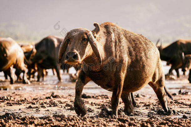 水牛公牛和巨大的角和泥