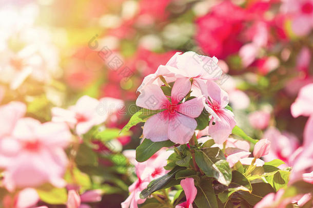 花采用一和煦的：照到阳光的g一rden玫瑰色的periw采用kle