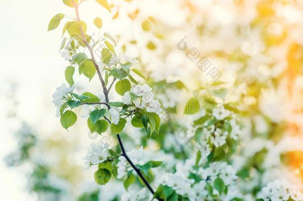 美丽的春季花横幅.春季花.花花i