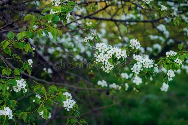 美丽的春季花横幅.春季花.花花i