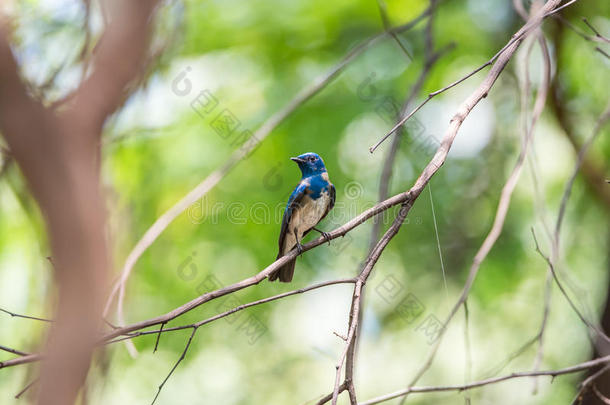 鸟(蓝色-和-白色的捕蝇器)向一树