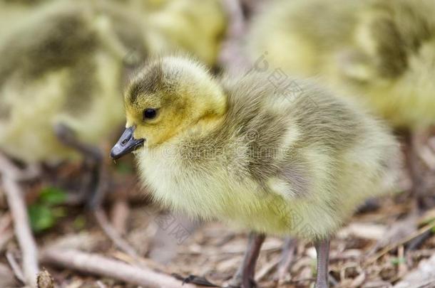 美丽的照片关于年幼的小鸡关于加拿大goose的复数形式有样子的在sometimes有时