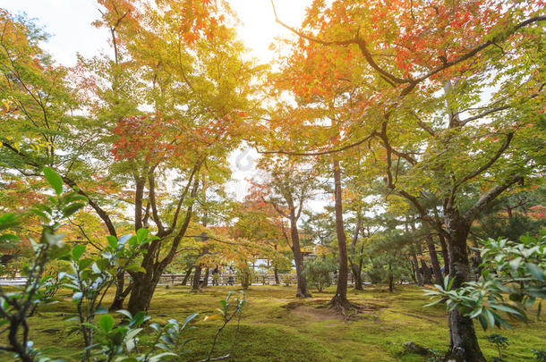 秋日本人花园和枫树采用K采用kakuji庙在京都