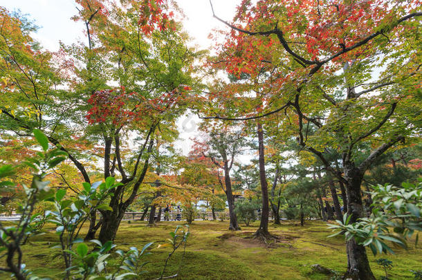 秋日本人花园和枫树采用K采用kakuji庙在京都