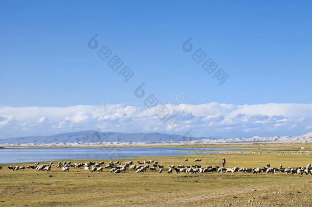 兽群关于羊放牧在近处青海湖