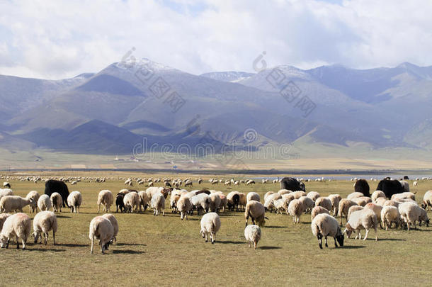 兽群关于羊和山向指已提到的人背景,青海湖