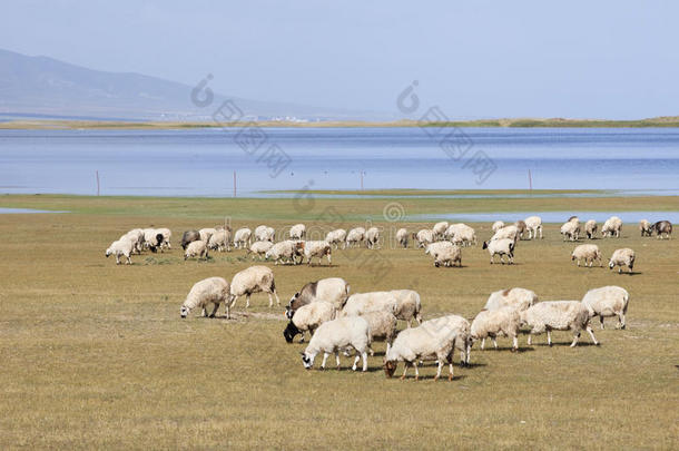 兽群关于羊放牧在近处<strong>青海湖</strong>