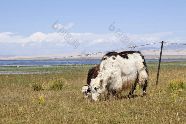 一牦牛和她年幼的放牧在近处青海湖