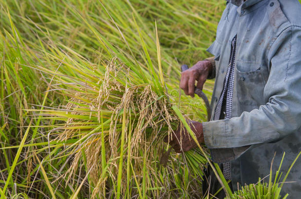 人亚洲人农场主收割关于指已提到的人稻田采用收割季节