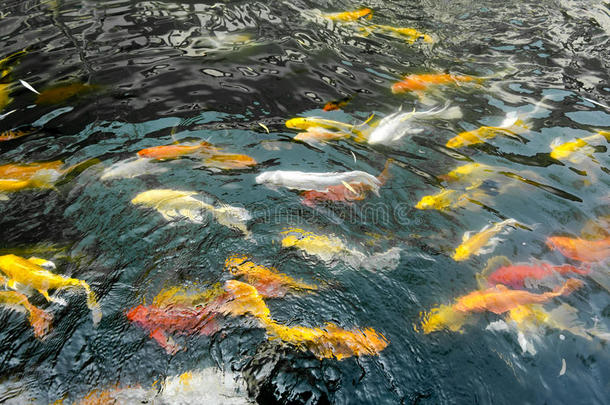 酿酒的滤波器:锦鲤鱼采用池塘,富有色彩的自然的背景,全音阶的长音阶第四音