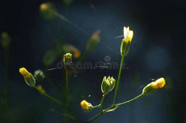 紧缺的黄色的碧海<strong>情缘</strong>隔离的向污迹背景