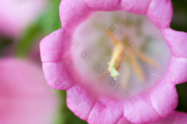 花瓣质地关于粉红色的风铃草属植物