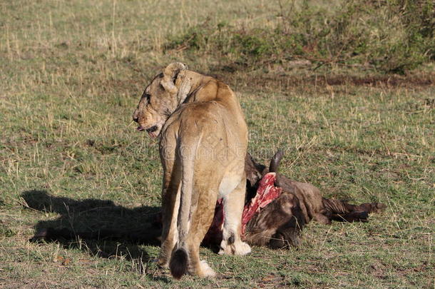 母狮吃被捕食的动物