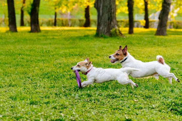 两个公狗跑步在公园草地演奏和拉的人玩具