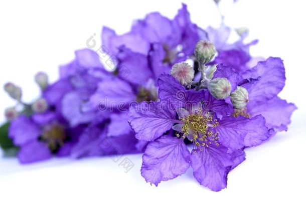 紫薇属使隔离向白色的背景