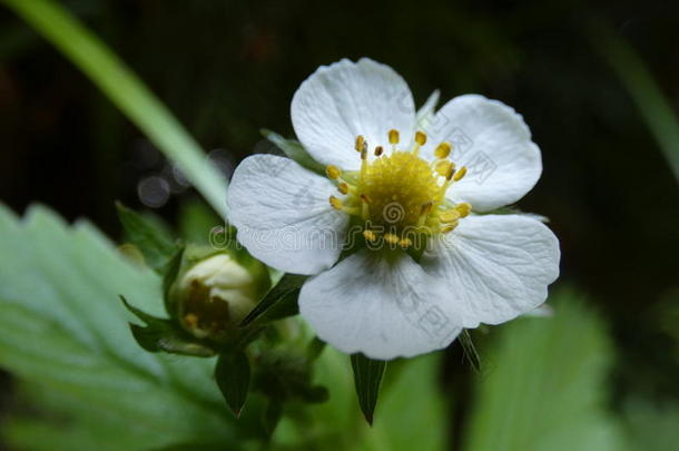 野生的草莓花花