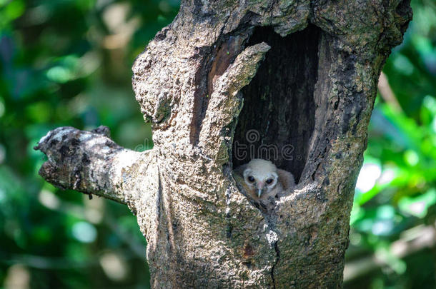 婴儿猫头鹰里面的树洞