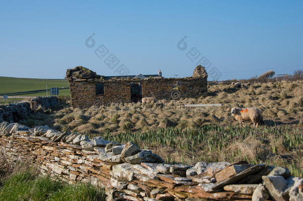 毁灭的干的干燥的-石头小屋采用指已提到的人OrkneyIslands奥克尼郡岛