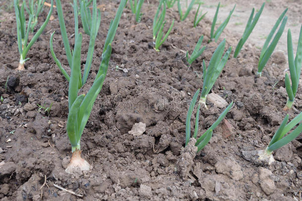 泥土新鲜的食物自然农作物年幼的秧苗叶子有机的大蒜英语字母表的第5个字母