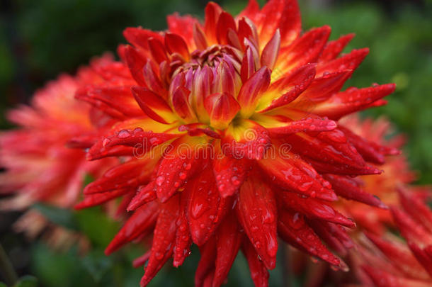 雨湿透的红色的大丽花