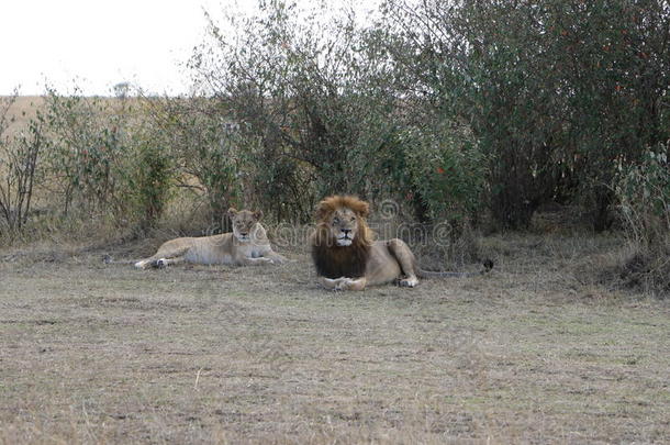 狮子母狮对采用马赛巴塔哥尼亚野兔