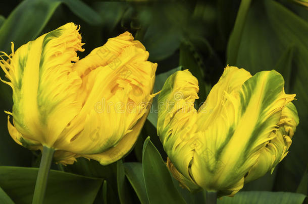 黄色的绿色的牡丹郁金香库肯霍夫利瑟荷兰荷兰