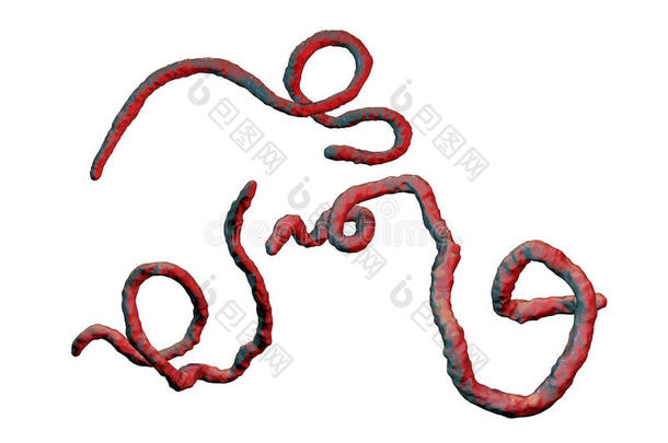 埃博拉病毒,出血的发热病毒