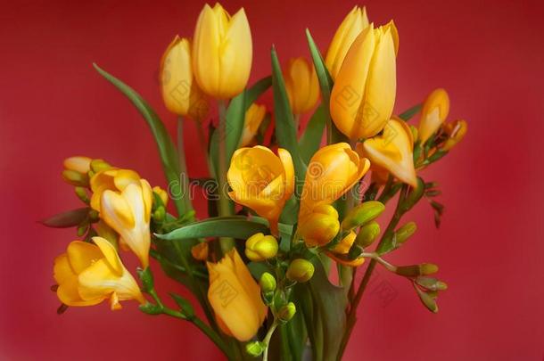 黄色的郁金香和小苍兰属植物