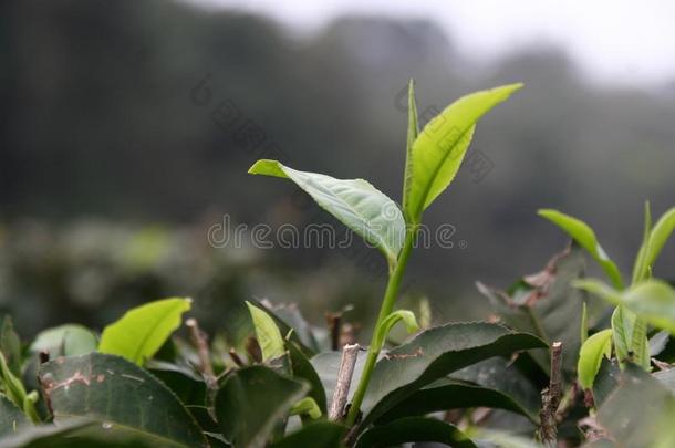 茶水树叶开幕向一te一f一rm