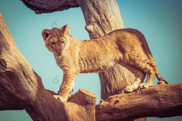 年幼的狮子幼小的兽演奏在上面向树树枝.