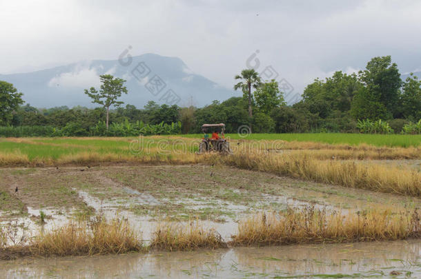 拖拉机采用稻田,机制农场主稻教养