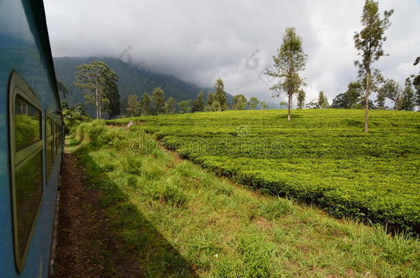 茶水种植园.同行的在旁边火车在之间康提和埃拉.斯里英语字母表的第12个字母