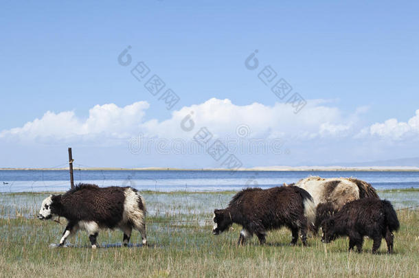 牦牛在指已提到的人岸关于青海湖