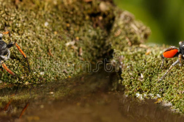 特写镜头两个用于跳跃的蜘蛛,大家知道的同样地菲利斯金龙鱼,跑oval卵形的