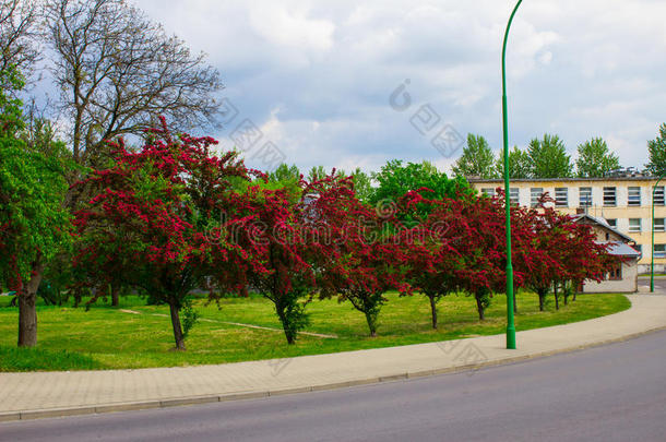 胡同和美丽的红色的开花树.背景.