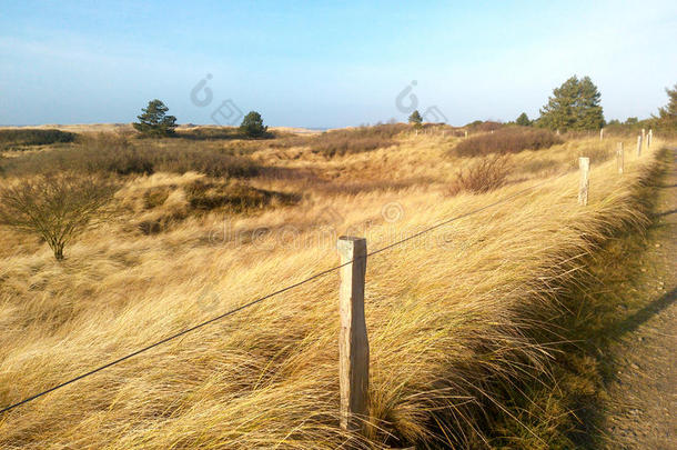 沙丘风景和长在海边的防砂用禾本科植物草在指已提到的人北方海海岸