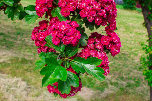 美丽的盛开的col.紫红色树.红色的花.背景.