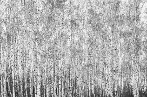 黑的和白色的照片关于桦树小树林采用秋