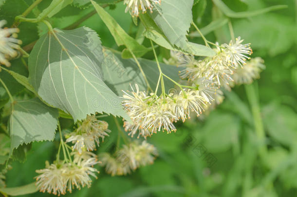 菩提树花背景.酸橙树采用花