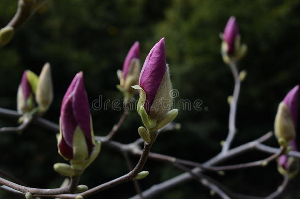 丁香花属芽关于木兰