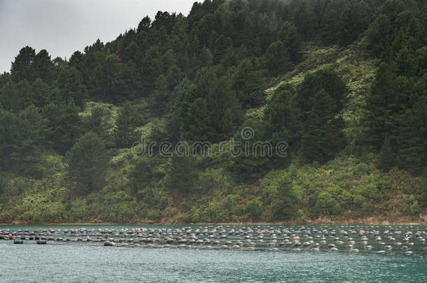 债券发行人关于Hitaua湾贻贝农场和山,新的西兰岛.