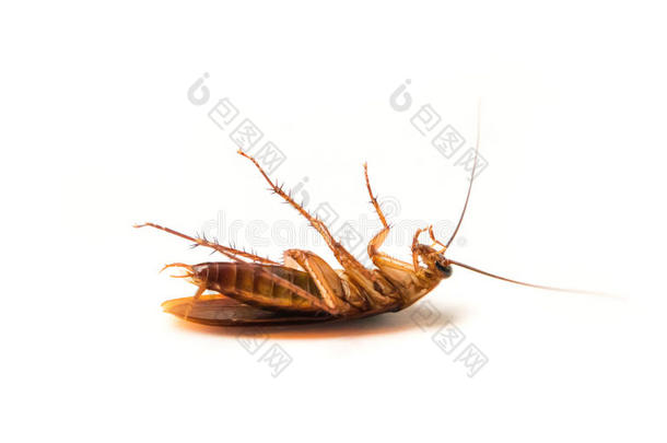 特写镜头蟑螂向白色的背景为杀虫剂产品Colombia哥伦比亚
