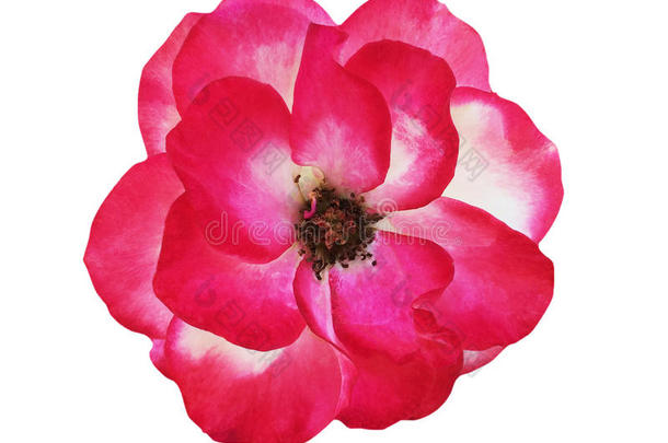 粉红色的玫瑰隔离的向白色的背景,软的集中和剪下物