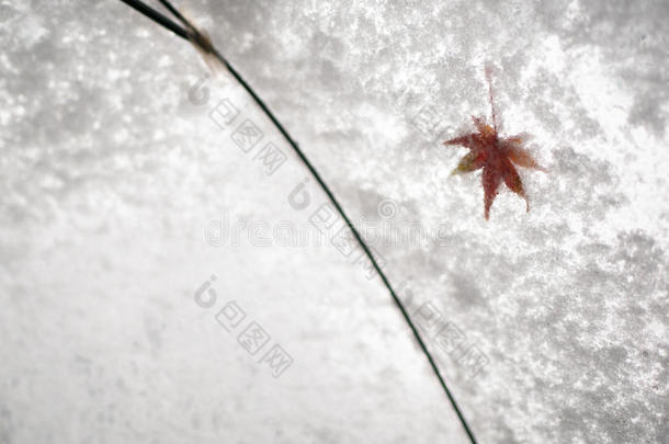 红色的枫树叶子和雪向半透明的雨伞