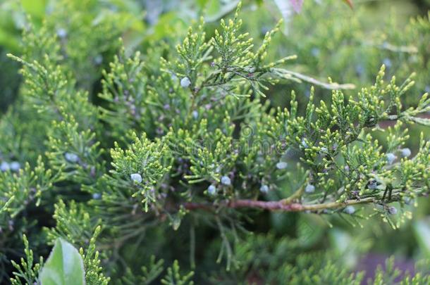 常绿植物针关于年幼的柏属植物质地特写镜头.背景